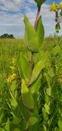 Image of <i>Silphium <i>integrifolium</i></i> var. integrifolium