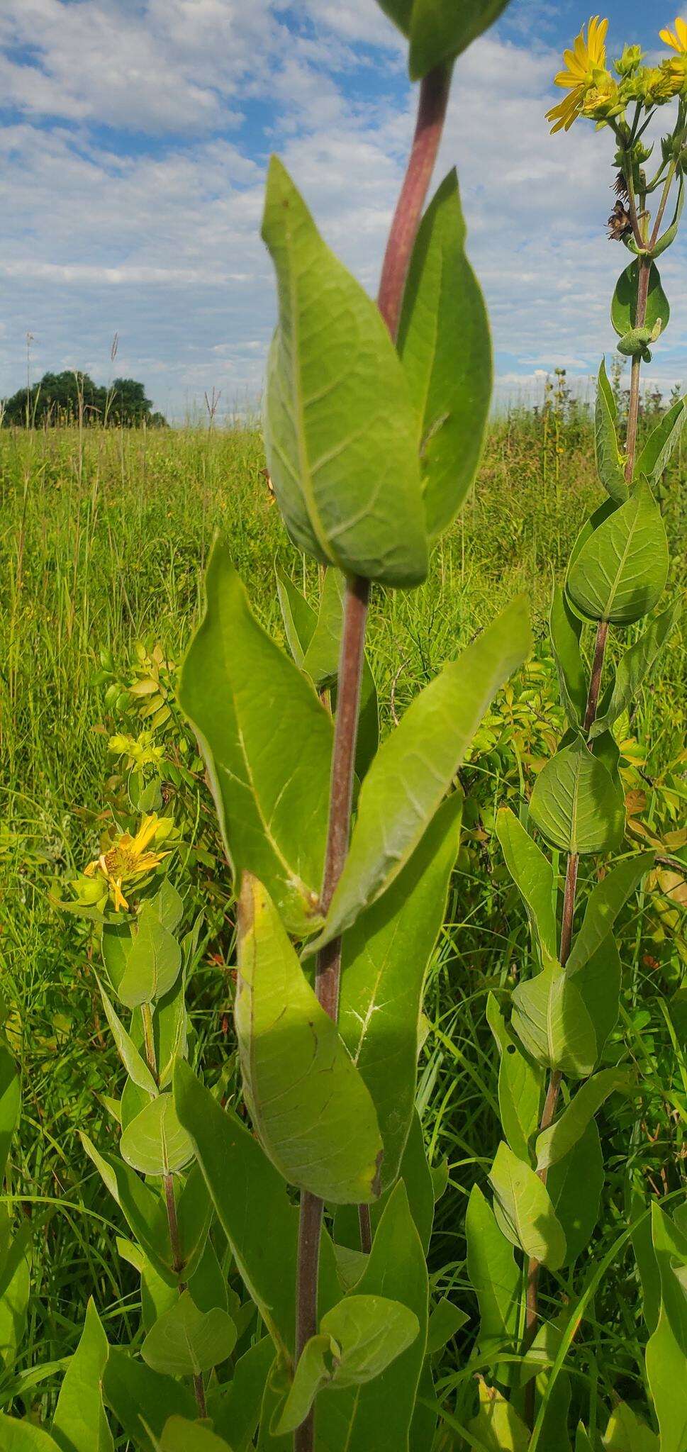 Image of <i>Silphium <i>integrifolium</i></i> var. integrifolium