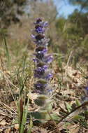 Image of Ajuga orientalis L.