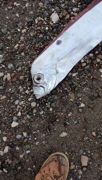 Image of ribbonfishes