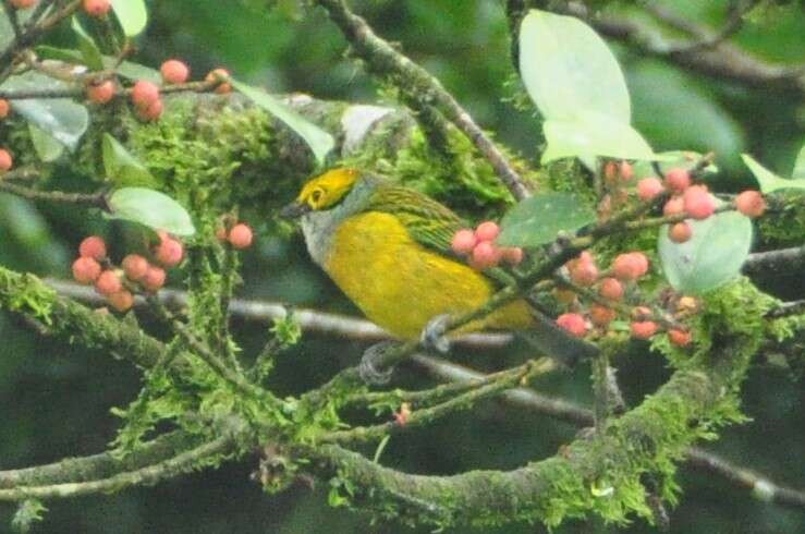 Image of Silver-throated Tanager