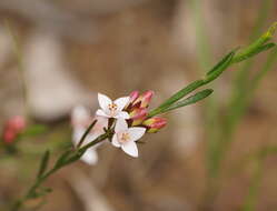 Image de Cyanothamnus nanus var. hyssopifolius