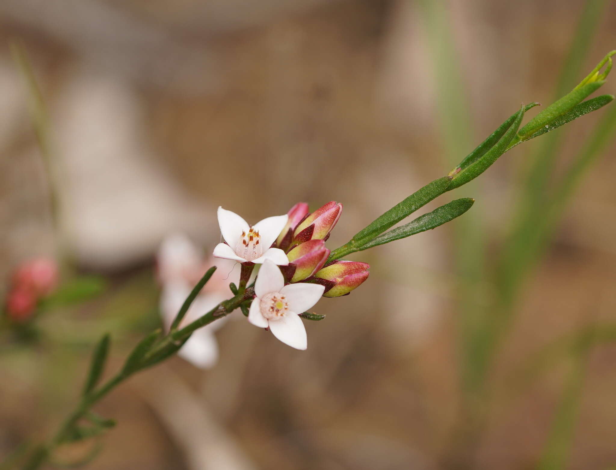 Image de Cyanothamnus nanus var. hyssopifolius