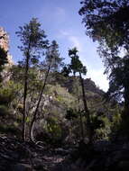 Image of Willowmore Cypress