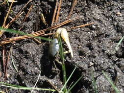 Image of Atlantic Marsh Fiddler Crab