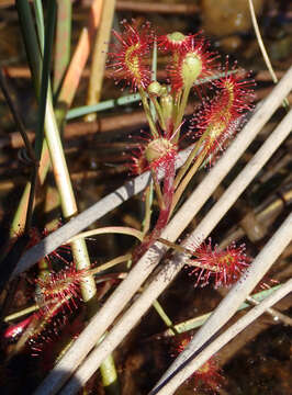 Imagem de Drosera madagascariensis DC.