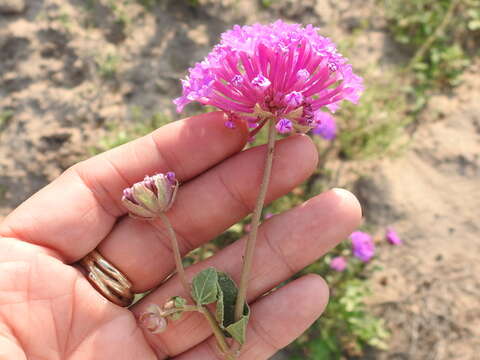 Imagem de Abronia ameliae Lundell