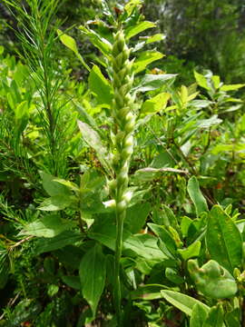 Слика од Spiranthes casei var. novaescotiae Catling