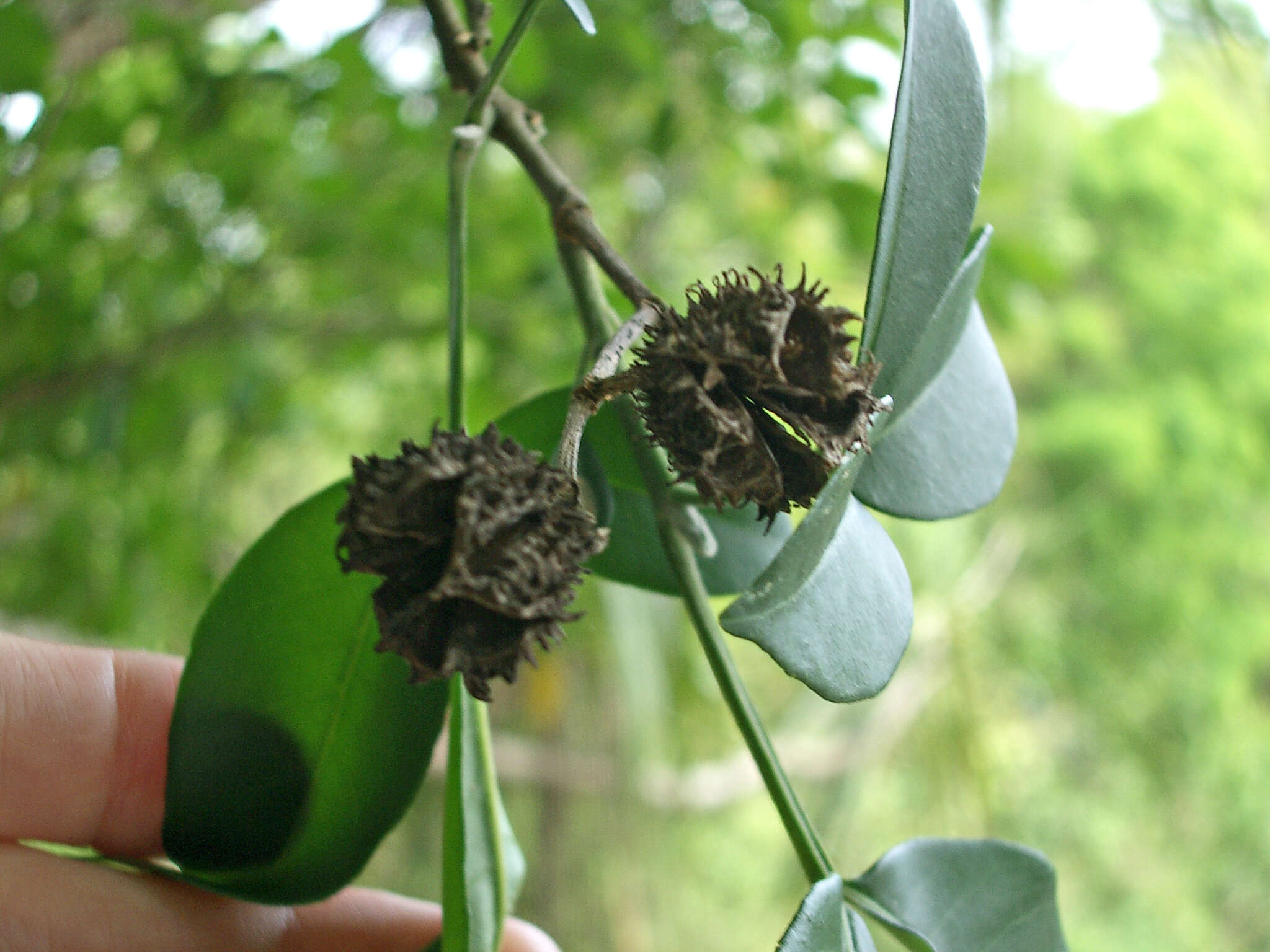 Image of Esenbeckia febrifuga (Saint-Hilaire) A. Juss. ex Mart.