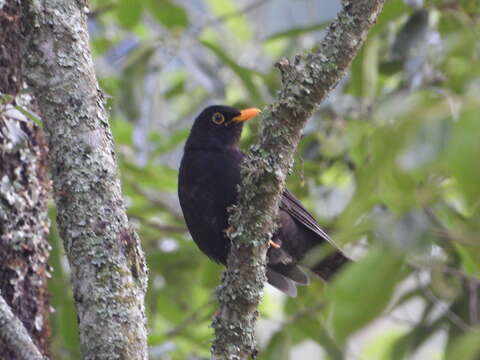 Turdus infuscatus (Lafresnaye 1844)的圖片