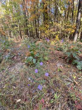 Image de Symphyotrichum grandiflorum (L.) G. L. Nesom