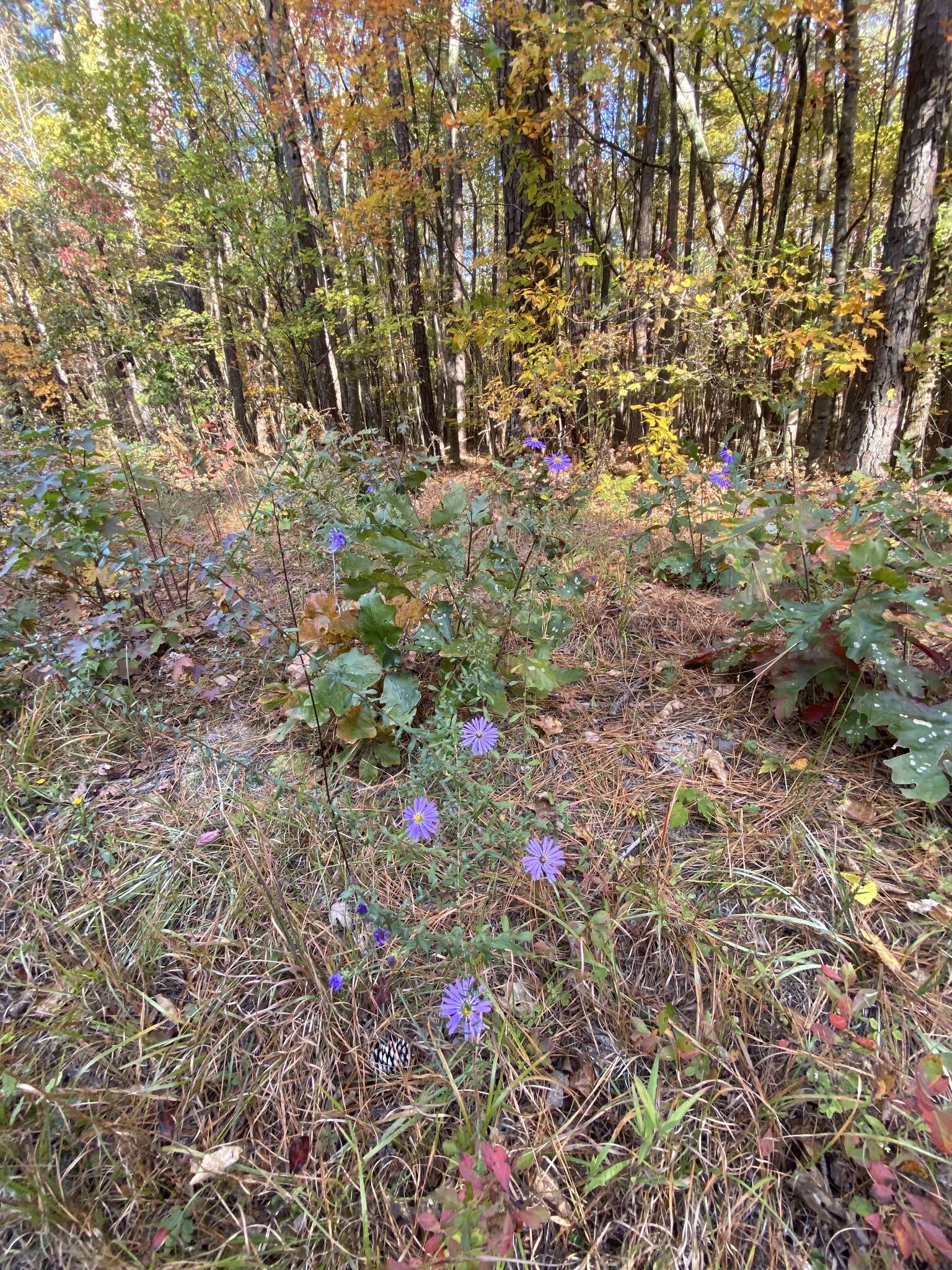 Image de Symphyotrichum grandiflorum (L.) G. L. Nesom