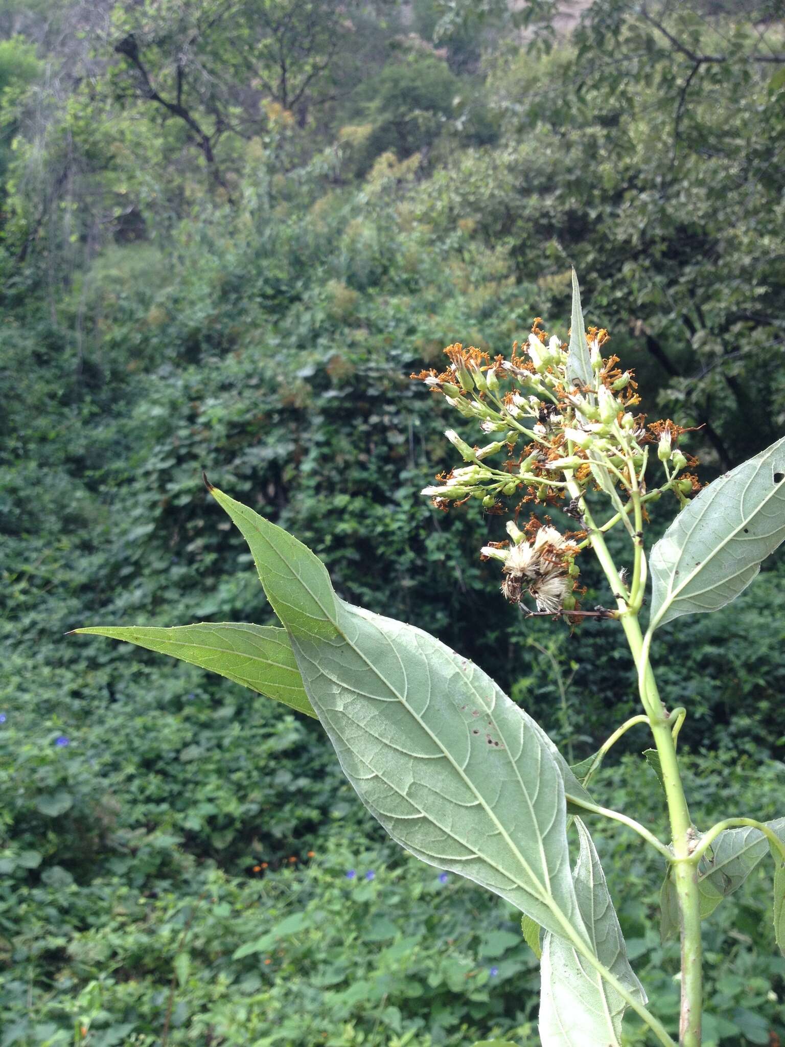 Image of <i>Sinclairia <i>glabra</i></i> var. glabra