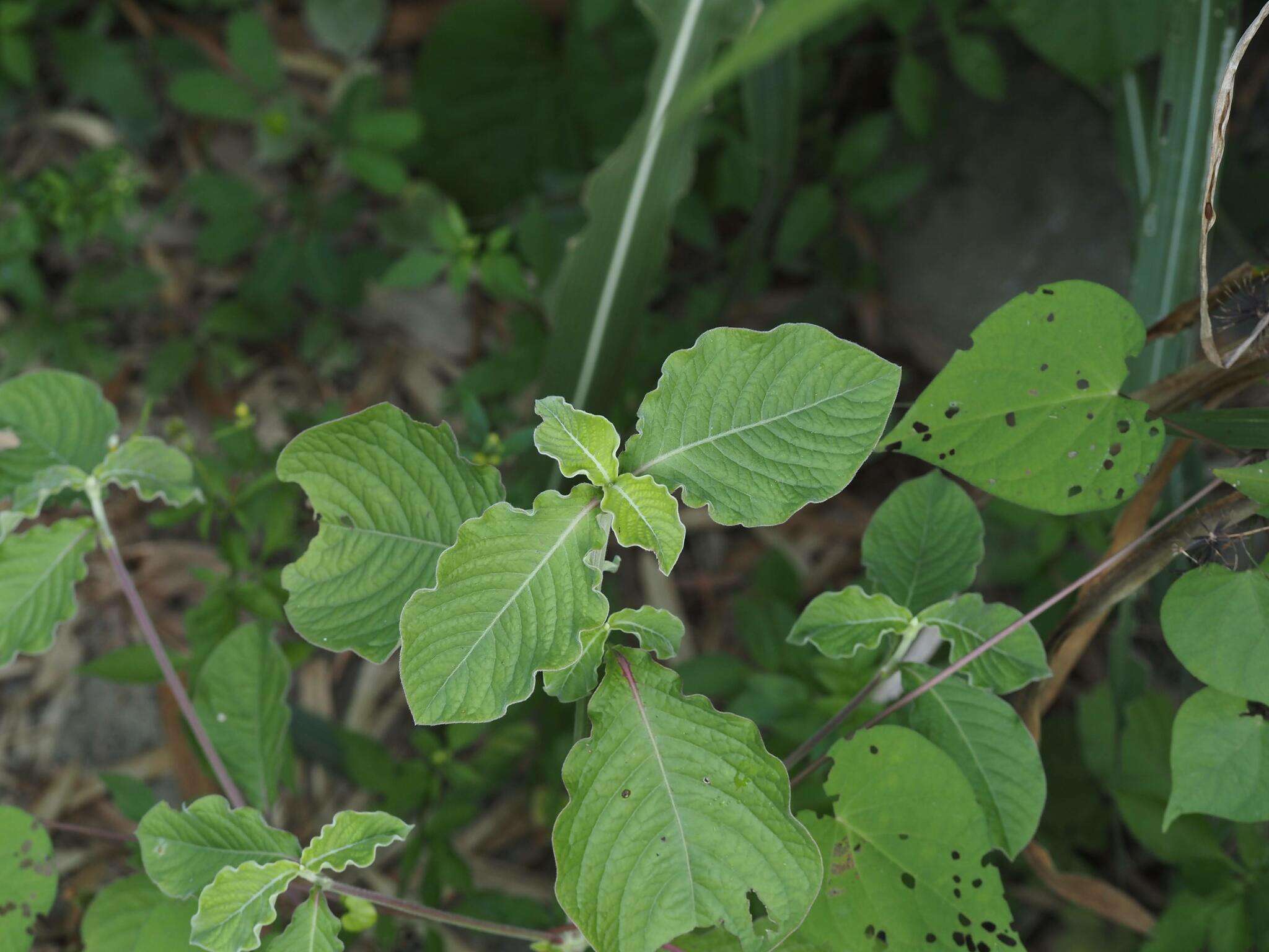 Слика од Achyranthes aspera var. indica L.