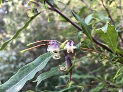 صورة Grevillea shiressii Blakely