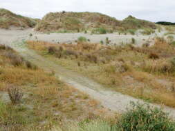 Image of Isolepis basilaris Hook. fil.