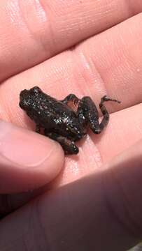 Image of Southern Cricket Frog