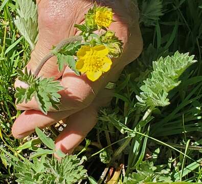 Image of Bruce's Cinquefoil