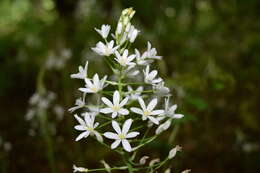 Image of Ornithogalum arcuatum Steven