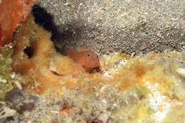 Image of Rusty Goby