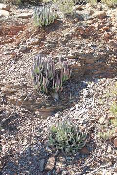 Image of Cylindrophyllum comptonii L. Bol.