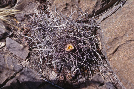 Image of Thelocactus rinconensis subsp. nidulans (Quehl) Glass