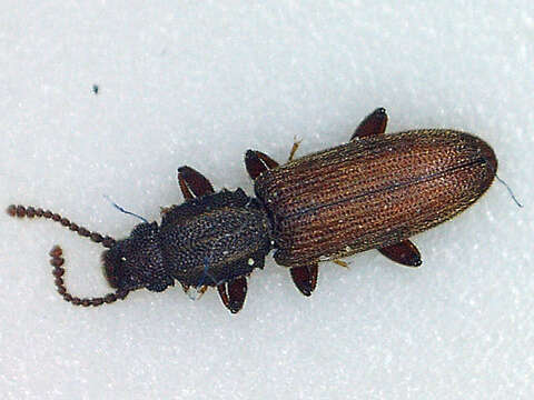 Image of Merchant Grain Beetle