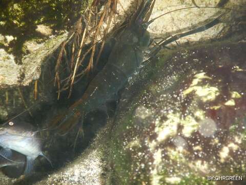 Image of cinnamon river shrimp