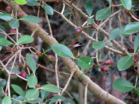 Image of Spot-breasted Woodpecker