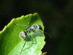 Image of Camponotus postoculatus Forel 1914