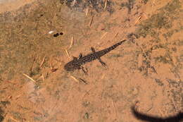 Image of Tarahumara Salamander