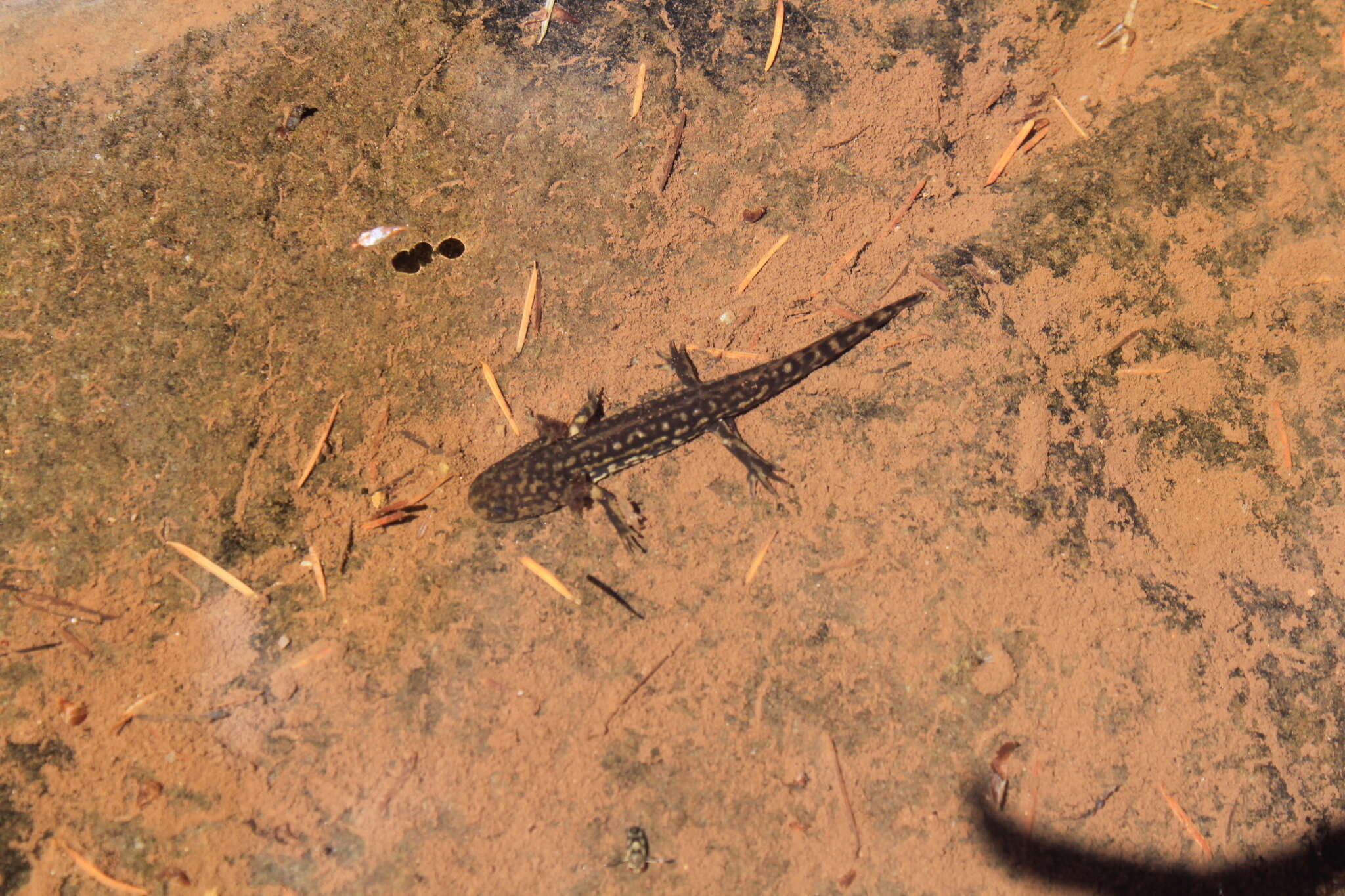 Image of Tarahumara Salamander