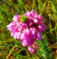 Image of Erica cubica var. cubica