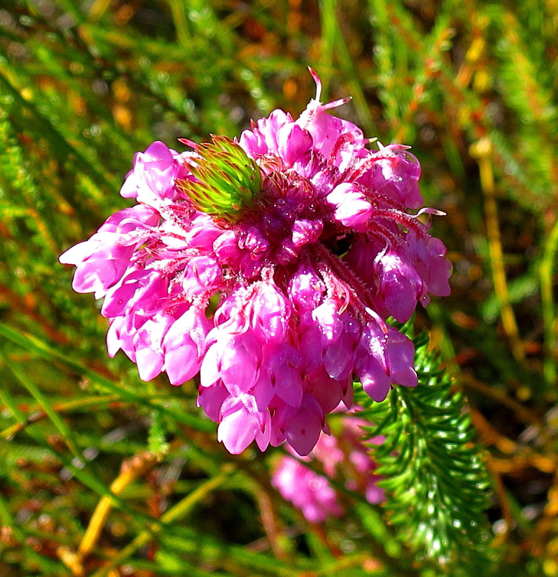 Image of Erica cubica var. cubica