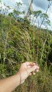 Imagem de Andropogon brachystachyus Chapm.