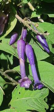 Image of Iochroma calycina Benth.