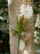 Image of Plymouth Anole