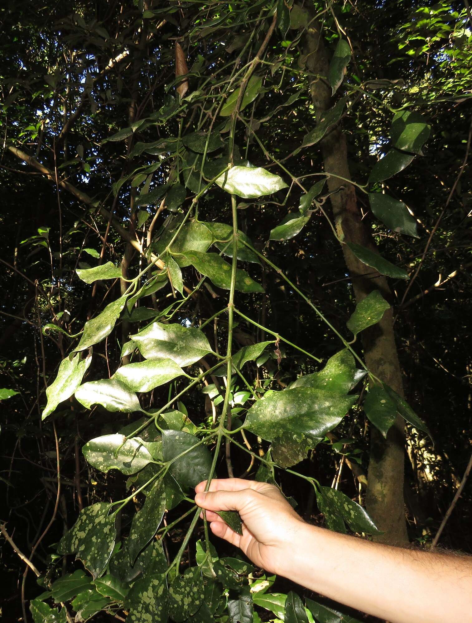 Garcinia gerrardii Harv.的圖片