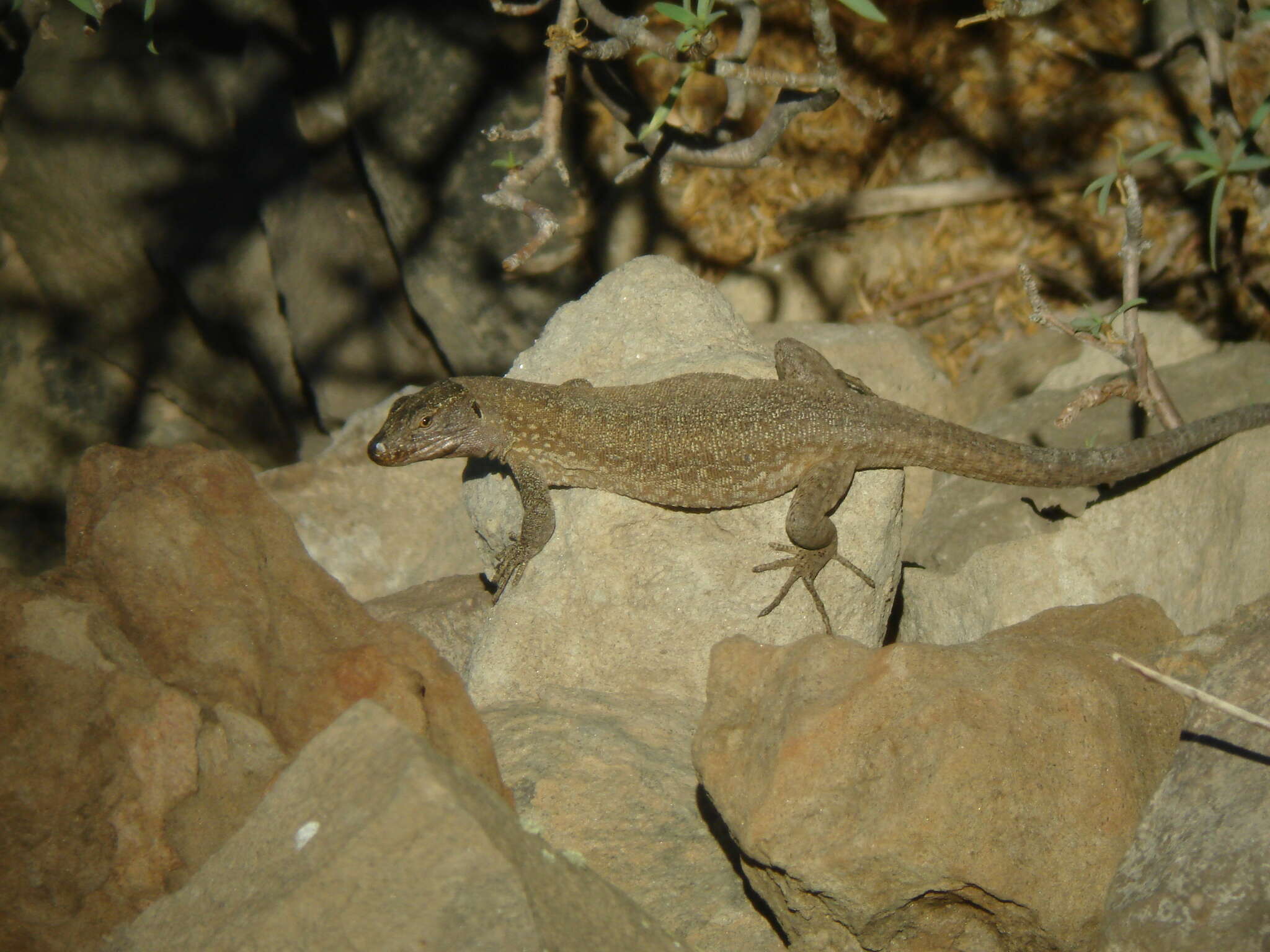 Image of Tenerife Speckled Lizard