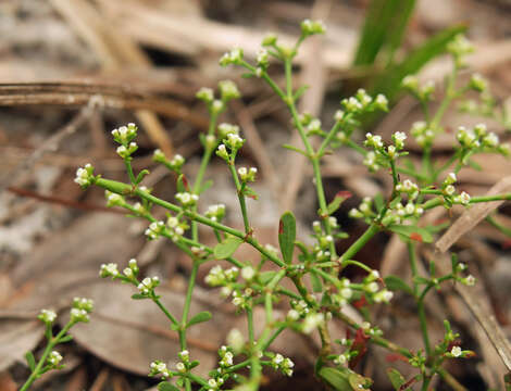 Image of American nailwort