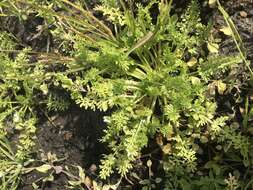 Image of Limnanthes douglasii subsp. ornduffii