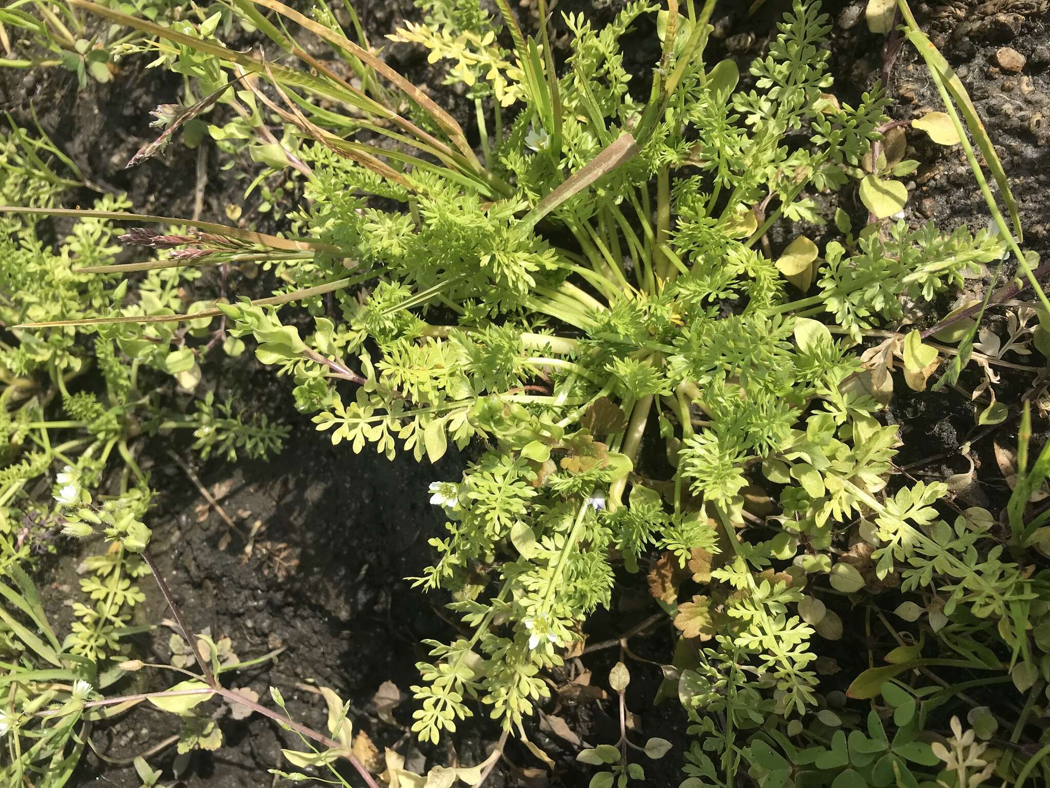 Image of Limnanthes douglasii subsp. ornduffii