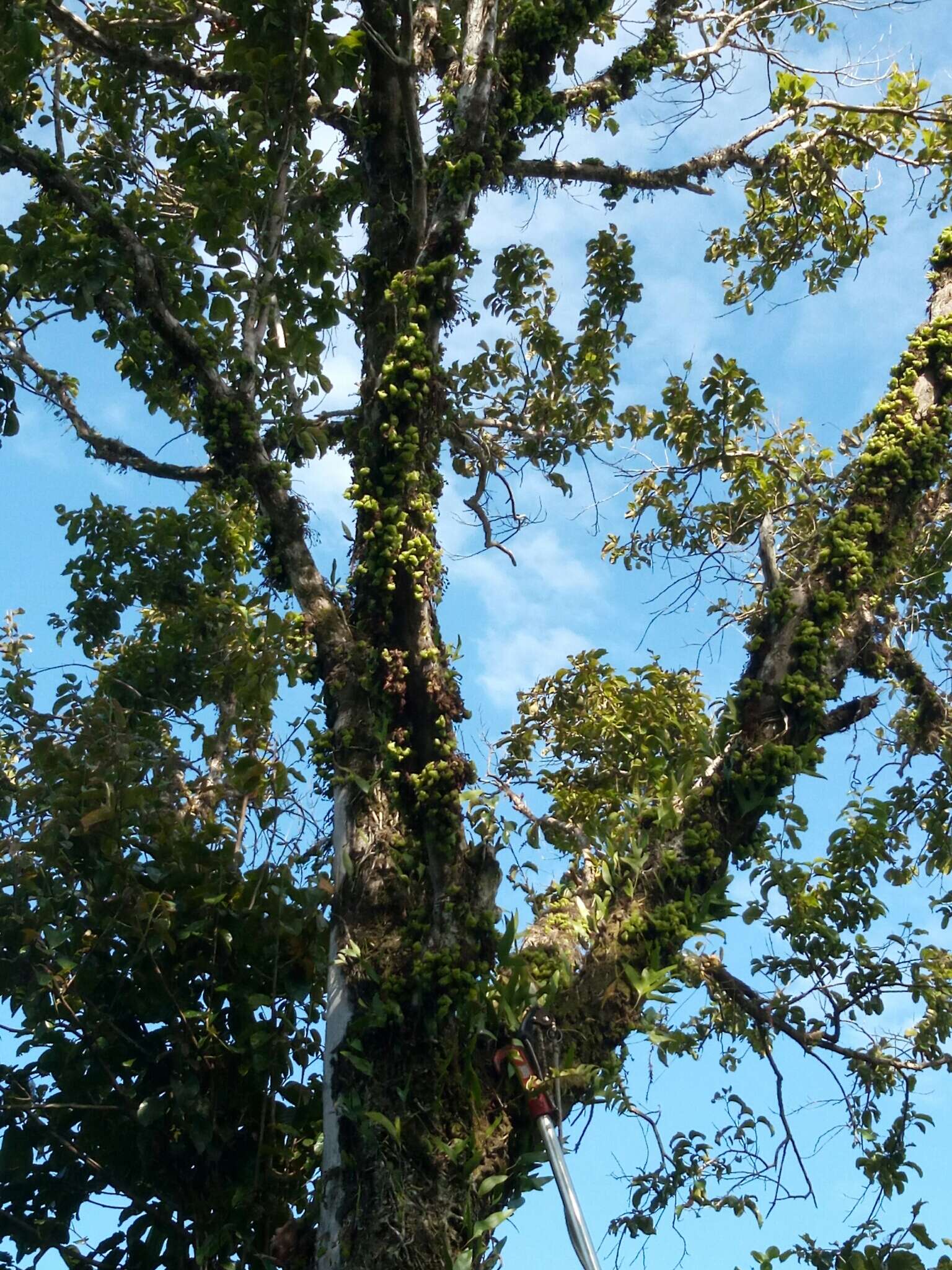 Image of Schizolaena cauliflora Thouars