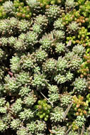 Sedum hispanicum L. resmi