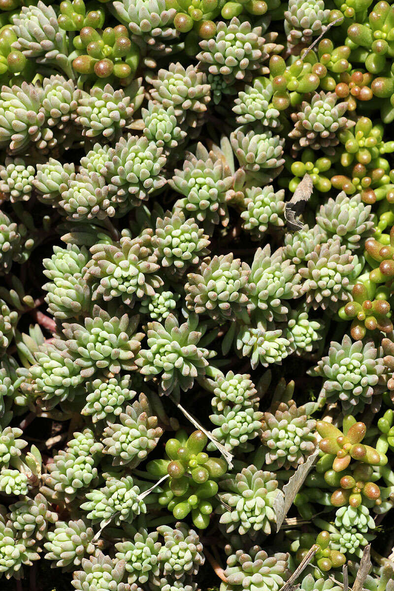 Sedum hispanicum L. resmi