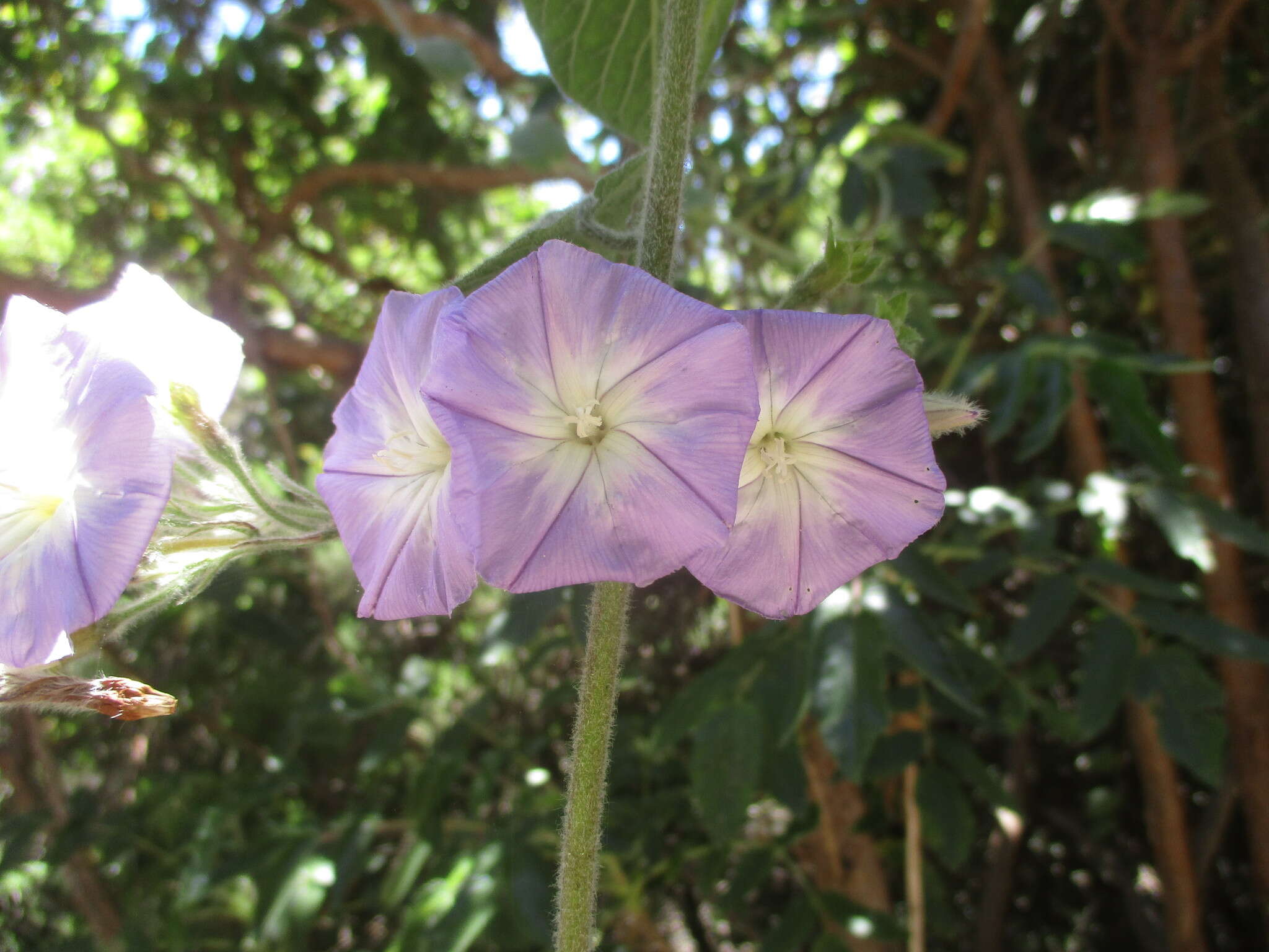 Convolvulus canariensis L.的圖片