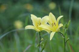 Image de Hemerocallis citrina var. vespertina (H. Hara) M. Hotta