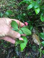 Image de Breynia macrantha (Hassk.) Chakrab. & N. P. Balakr.