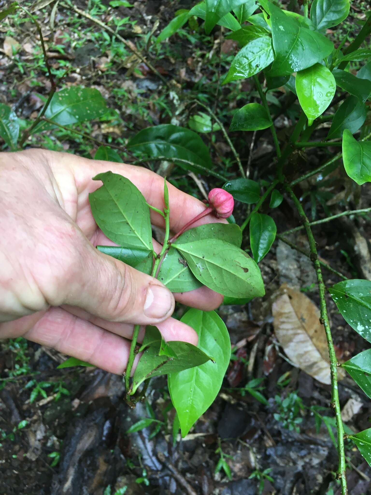 Image de Breynia macrantha (Hassk.) Chakrab. & N. P. Balakr.