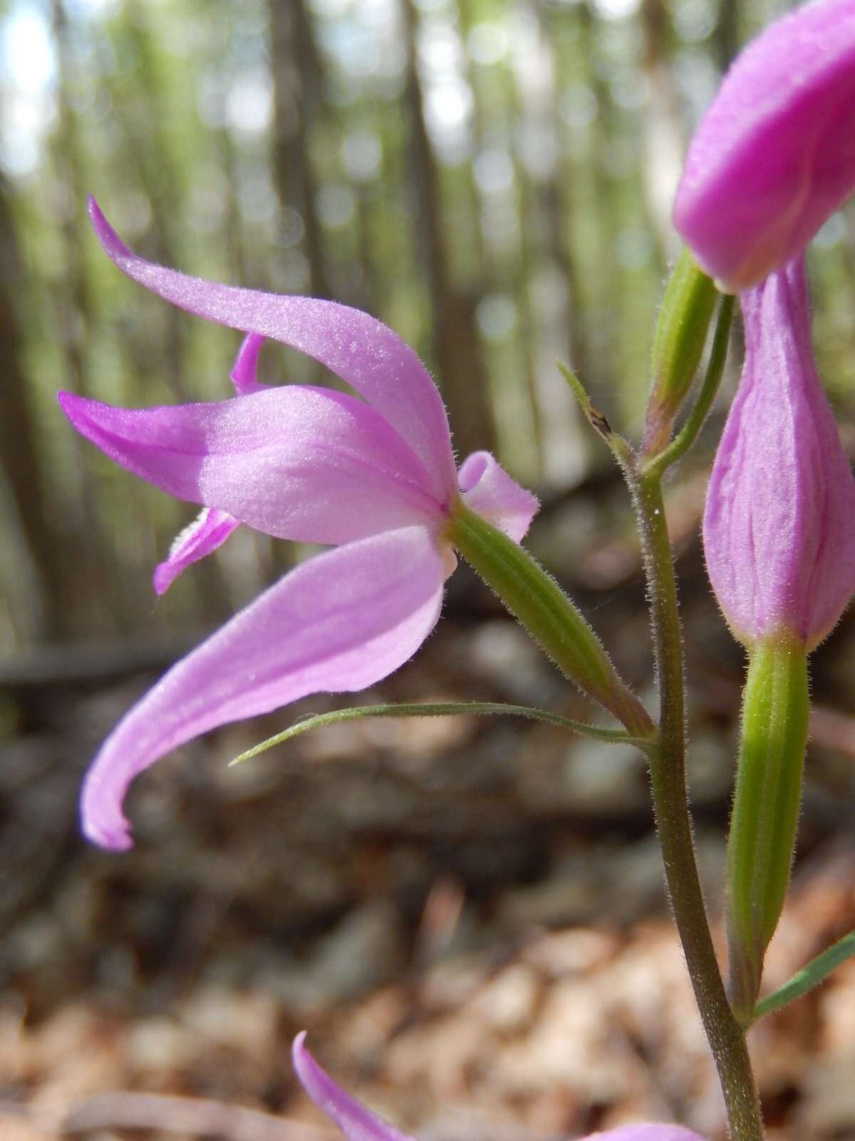 Image of red helleborine